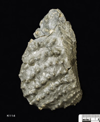 Animalia>Mollusca>Bivalvia>Trigoniida>Trigonioidea>Trigoniidae