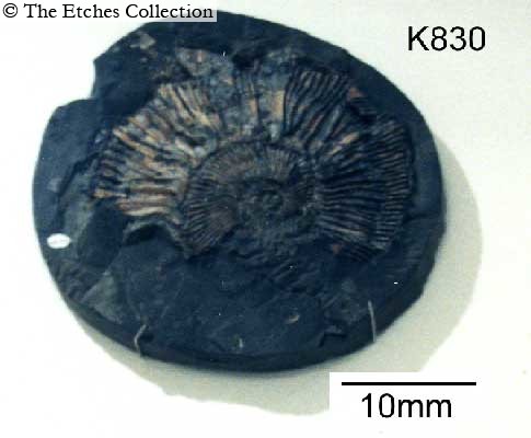 K0830 image K0830