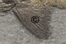 image K1162-same-fish-no-code