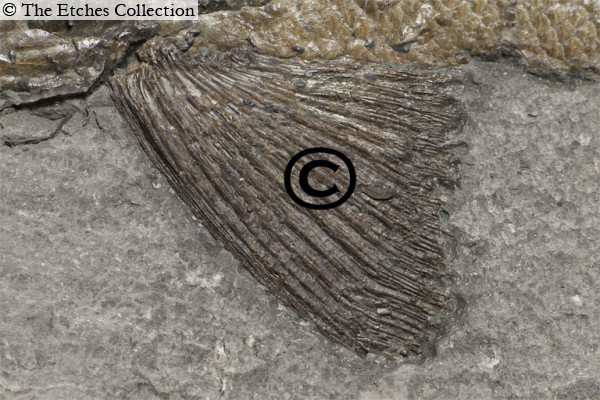 K1162-same-fish-no-code image K1162-same-fish-no-code