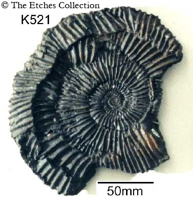 K0521 image K0521