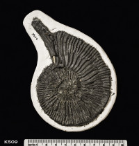 Animalia>Mollusca>Cephalopoda>Ammonoidea