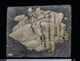 Animalia>Chordata>Vertebrata