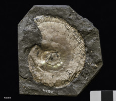 Animalia>Mollusca>Cephalopoda>Ammonoidea>Ammonitida>Perisphinctoidea>Aulacostephanidae>Aulacostephanus>Aulacostephanus linealis