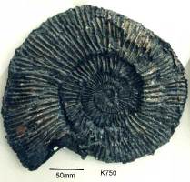 Animalia>Mollusca>Cephalopoda>Ammonoidea>Ammonitida>Perisphinctoidea>Perisphinctidae>Pseudovirgatitinae>Pectinatites>Pectinatites primitivus