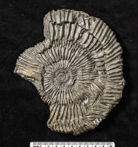 Animalia>Mollusca>Cephalopoda>Ammonoidea>Ammonitida>Perisphinctoidea>Perisphinctidae>Pseudovirgatitinae>Pectinatites