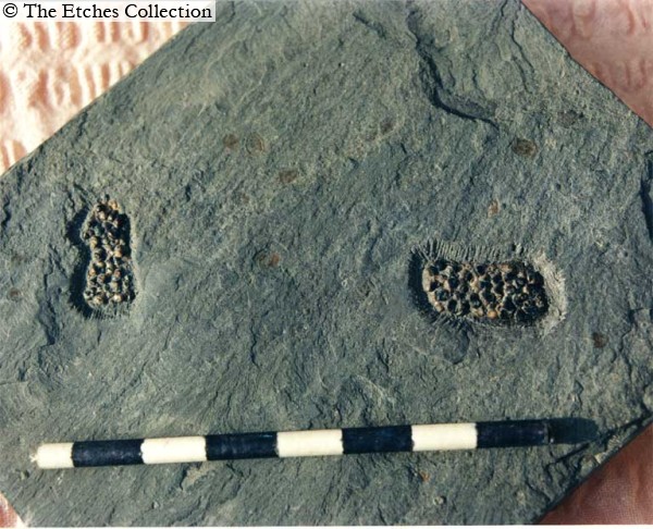 K0633 image K0633