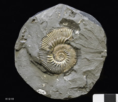 Animalia>Mollusca>Cephalopoda>Ammonoidea>Ammonitida>Perisphinctoidea>Aulacostephanidae>Aulacostephanus>Aulacostephanoides>Aulacostephanus eulepidus