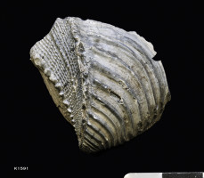 Animalia>Mollusca>Bivalvia>Trigoniida>Trigonioidea>Trigoniidae>Trigoniinae>Trigonia>Trigonia papillata