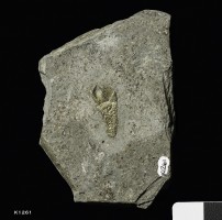Animalia>Arthropoda>Crustacea>Cirripedia>Thoracica>Scalpelliformes>Scalpellidae>Eolepadinae>Archaeolepas