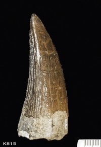 Animalia>Chordata>Vertebrata>Gnathostomata>Tetrapoda>Reptilia>Sauropterygia>Pliosauridae