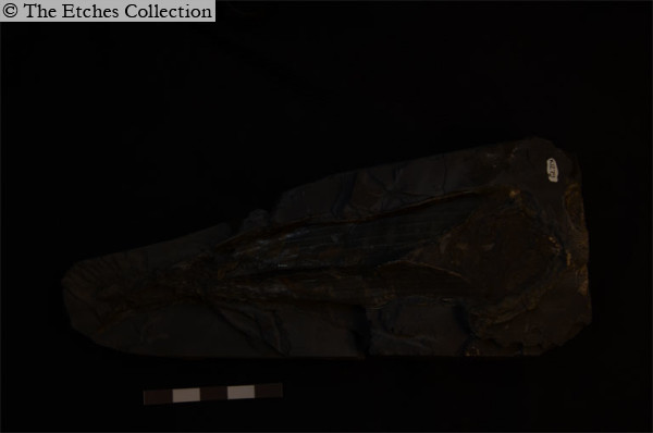 K1279-(3) image K1279-(3)