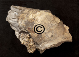 Animalia>Mollusca>Cephalopoda>Ammonoidea>Ammonitida>Perisphinctoidea>Aulacostephanidae>Aulacostephanus