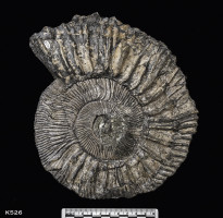 Animalia>Mollusca>Cephalopoda>Ammonoidea>Ammonitida>Perisphinctoidea>Perisphinctidae>Pseudovirgatitinae>Pectinatites>Pectinatites virgatosphinctoides reisiformis