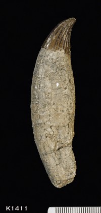 Animalia>Chordata>Vertebrata>Gnathostomata>Tetrapoda>Reptilia>Sauropterygia>Pliosauridae>Pliosaurus