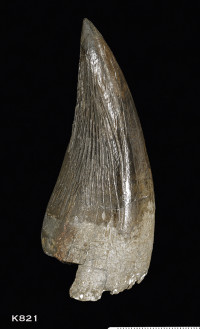 Animalia>Chordata>Vertebrata>Gnathostomata>Tetrapoda>Reptilia>Sauropterygia>Pliosauridae
