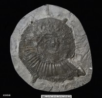 Animalia>Mollusca>Cephalopoda>Ammonoidea>Ammonitida>Perisphinctoidea>Perisphinctidae>Pseudovirgatitinae>Pectinatites>Pectinatites virgatosphinctoides magnimasculus