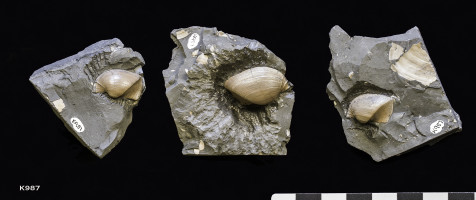 Animalia>Mollusca>Bivalvia>Autobranchia>Pteriomorphia>Arcida>Arcoidea>Parallelodontidae>Grammatodontinae>Grammatodon>Grammatodon concinnus